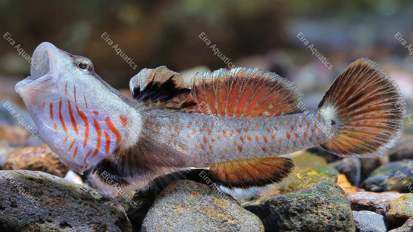 Comprehensive Species Guide: Stream Kissing Goby (White-faced Goby)