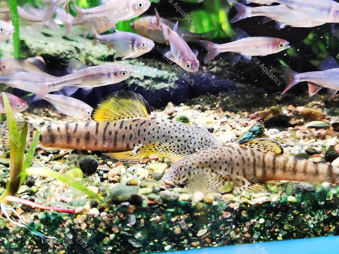 Fangi Hillstream Loach - Pseudogastromyzon fangi