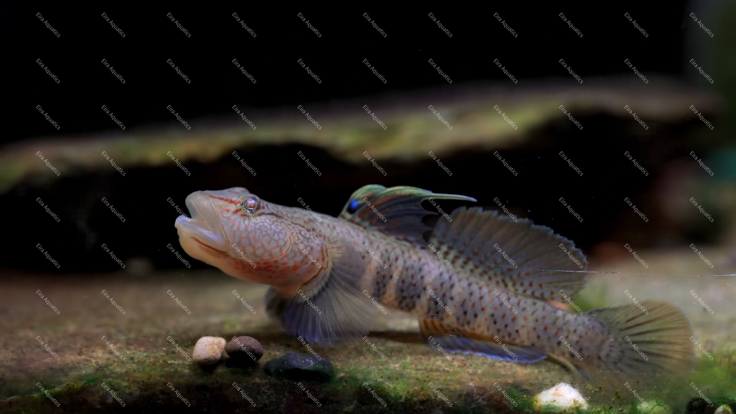 Filamented Goby - Rhinogobius filamentosus