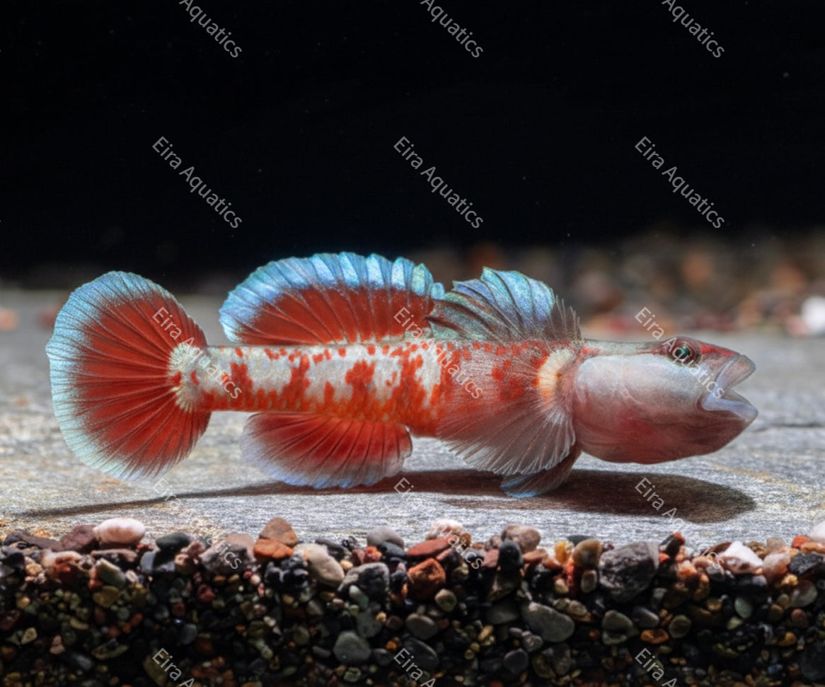 Freshwater goby - Rhinogobius zhoui (Species Overview)