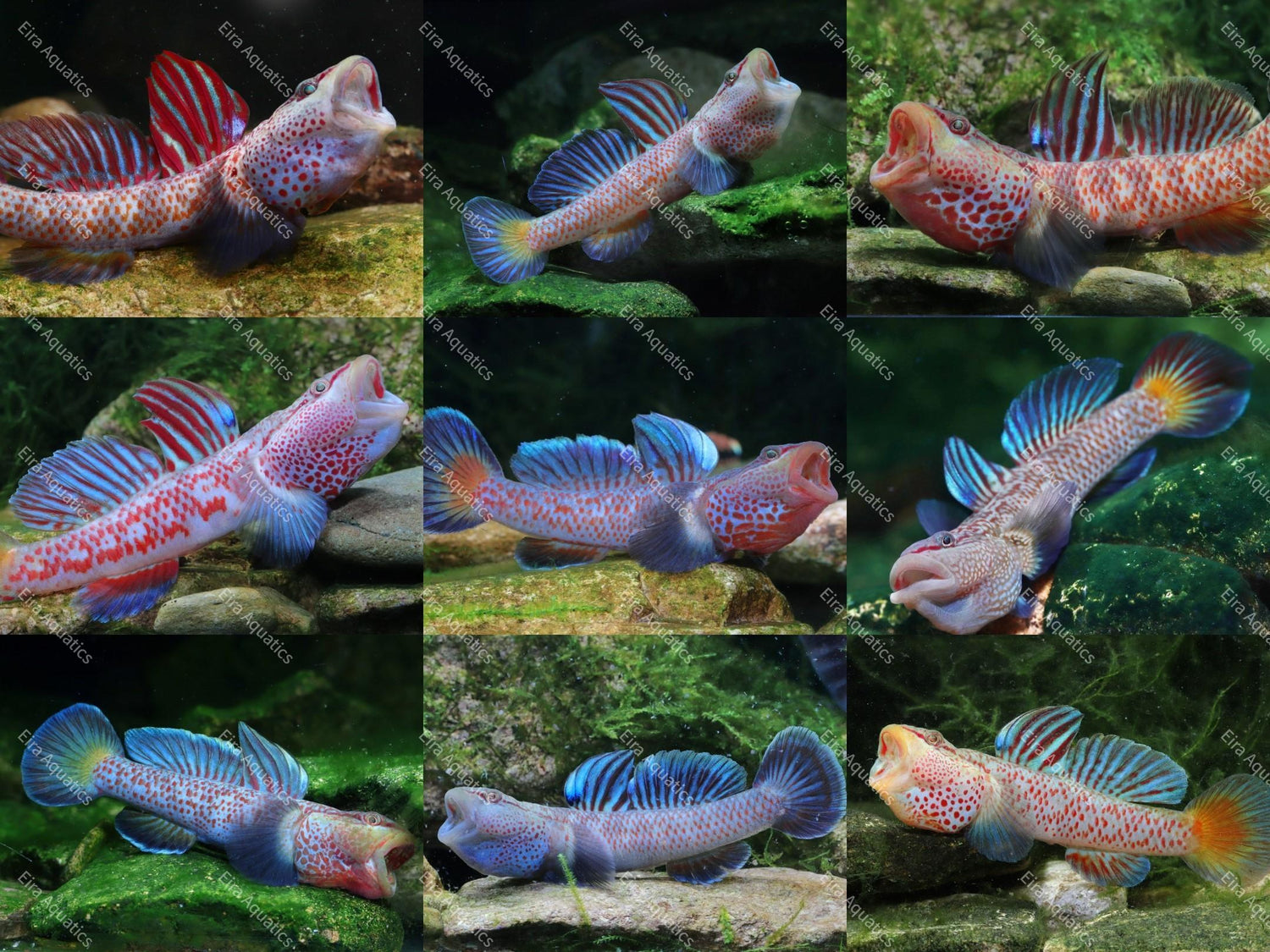 Star-stripe Shennong Goby-Rhinogobius shennongensis