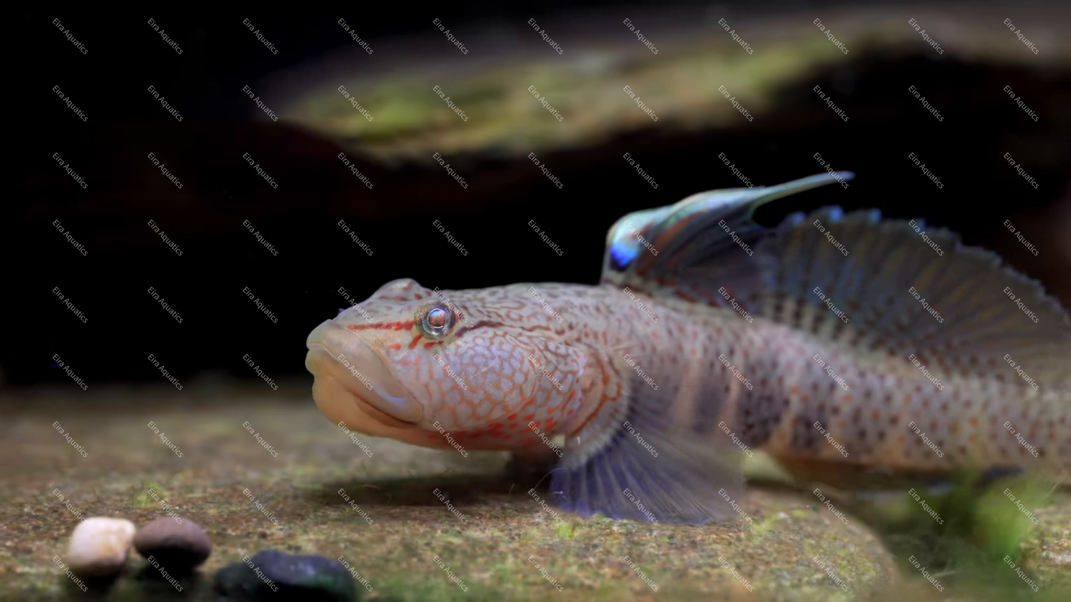 Filamented Goby - Rhinogobius filamentosus