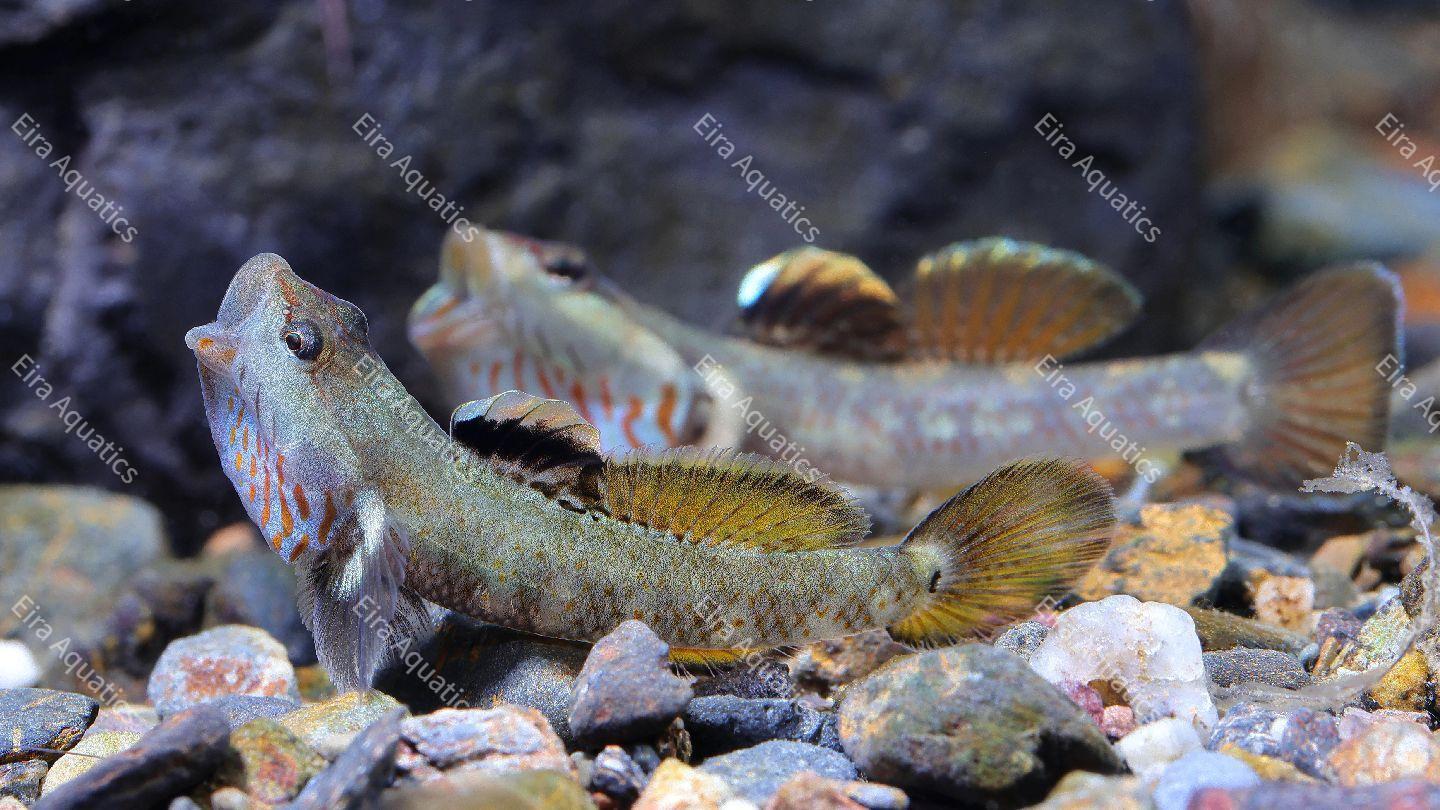 Comprehensive Species Guide: Stream Kissing Goby (White-faced Goby)