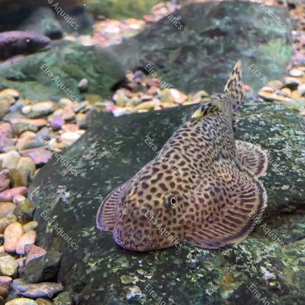 Guizhou Hillstream Loach (Beaufortia kweichowensis)