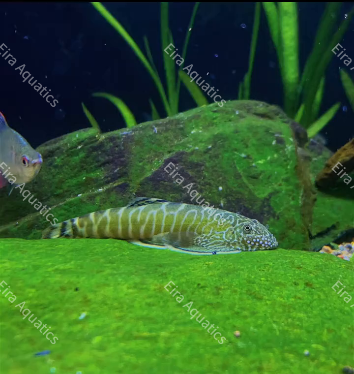 Beaufortia virgata (Green Zebra Loach) Encyclopedia