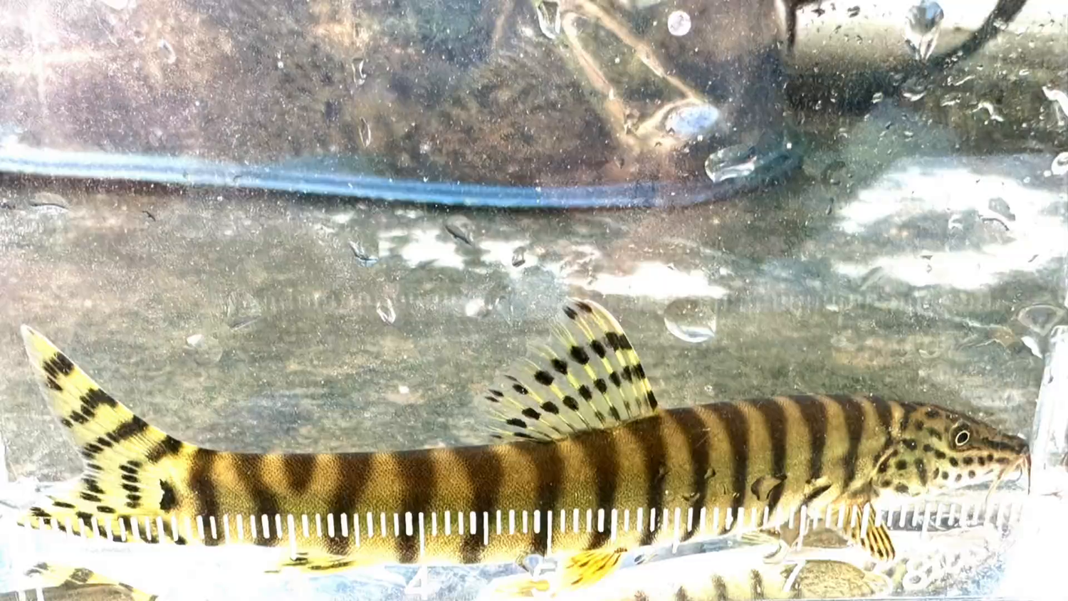 Parabotia fasciatus Species Profile