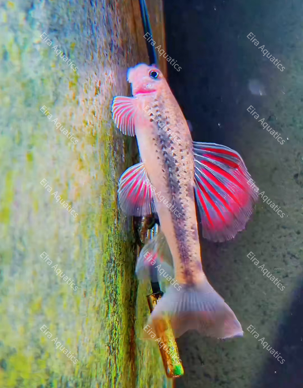 Microphysogobio tafangensis Profile - Jiande Redfin Gudgeon