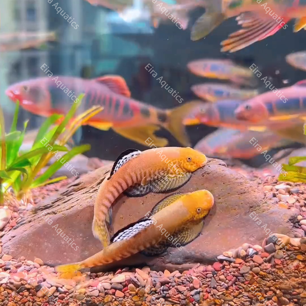 Pseudogastromyzon fasciatus(Internet-famous hillstream loach) — Species Profile