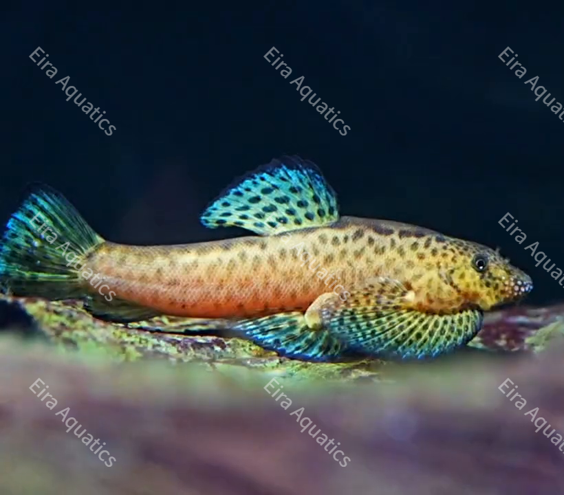 Hillstream loach Lianjiang Loach (Pseudogastromyzon lianjiangensis) – Species Profile