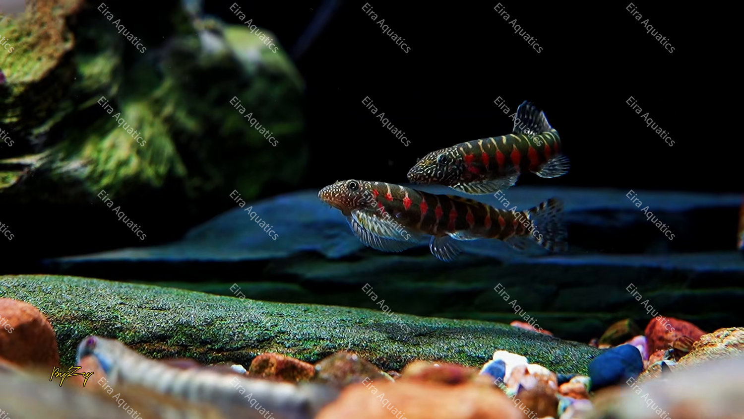 Erromyzon sp. “Red Spots” Red Diamond Loach Species Profile