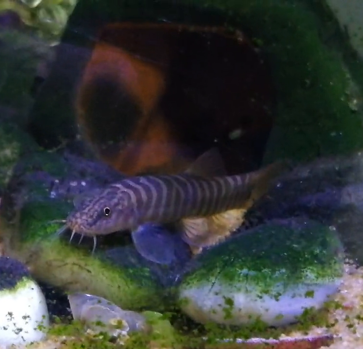 Schistura fasciolatus Species Profile