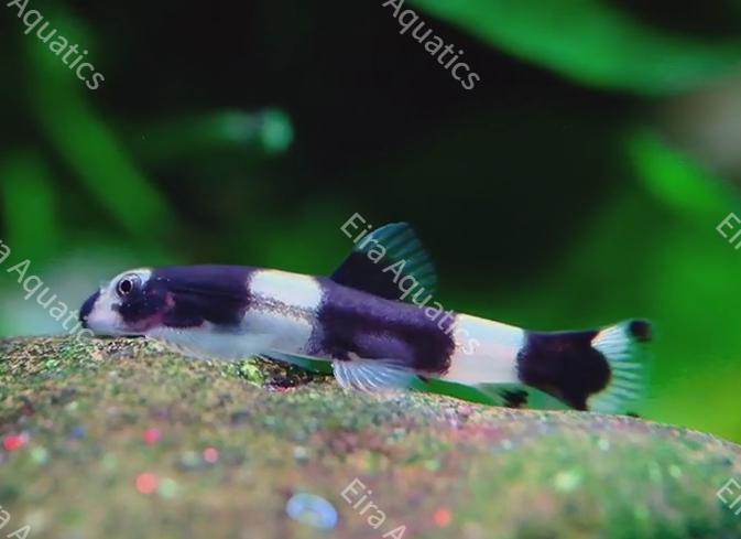 Panda Loach - Yaoshania pachychilus