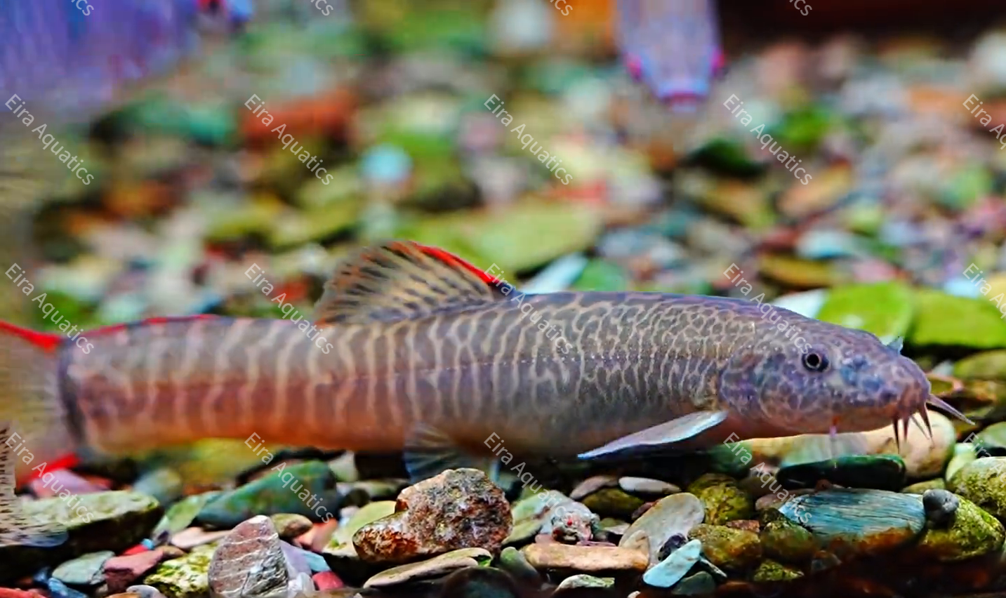 Homatula Loaches