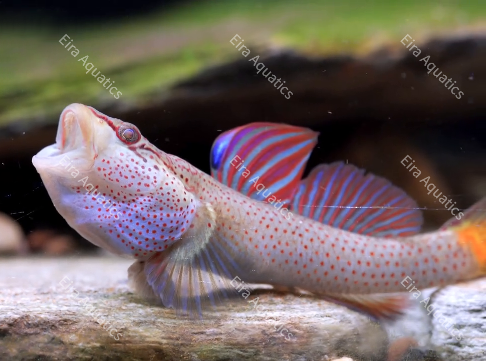 Star-stripe Shennong Goby-Rhinogobius shennongensis