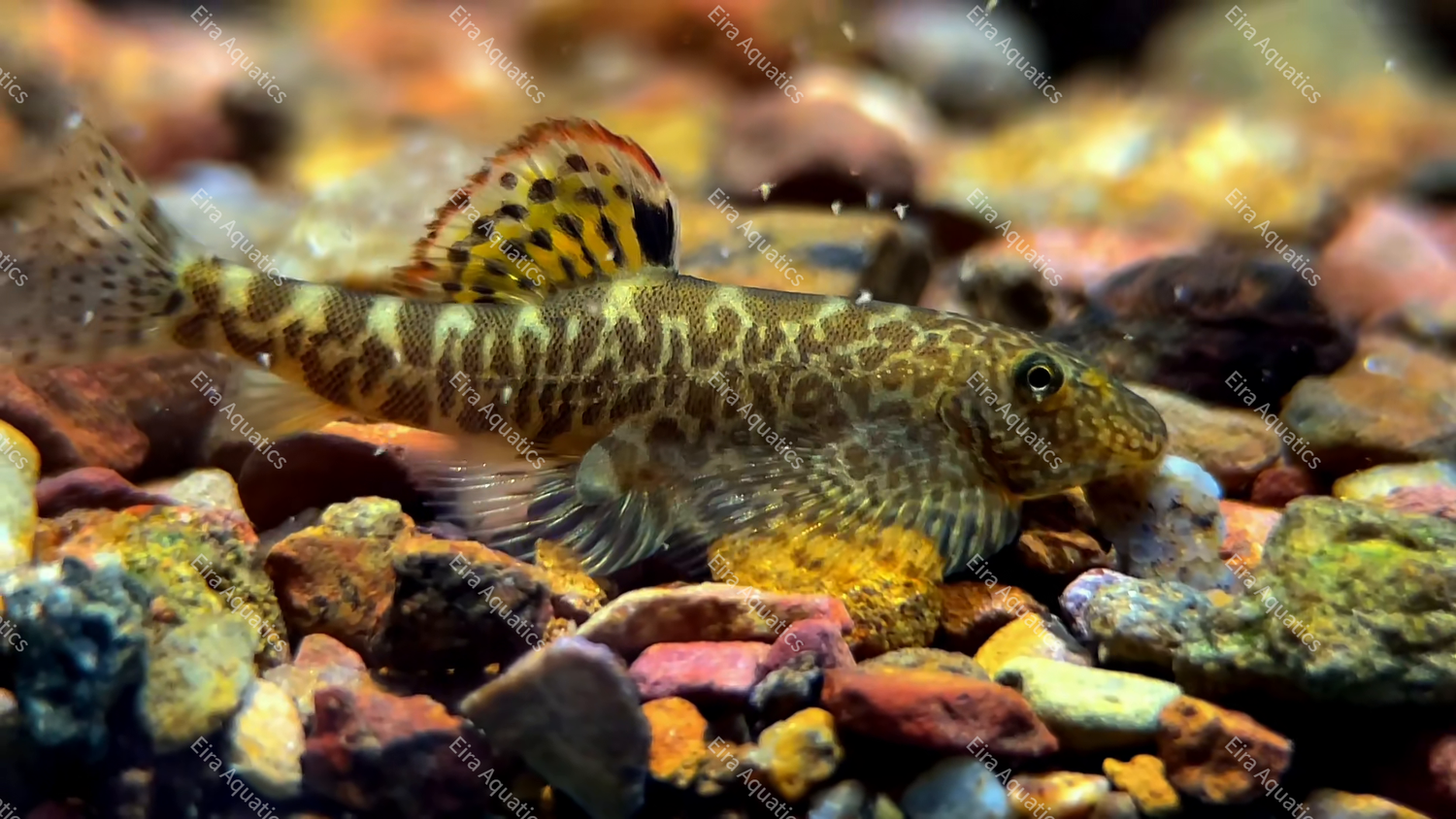 Comprehensive Profile of Myers’ Hillstream Loach