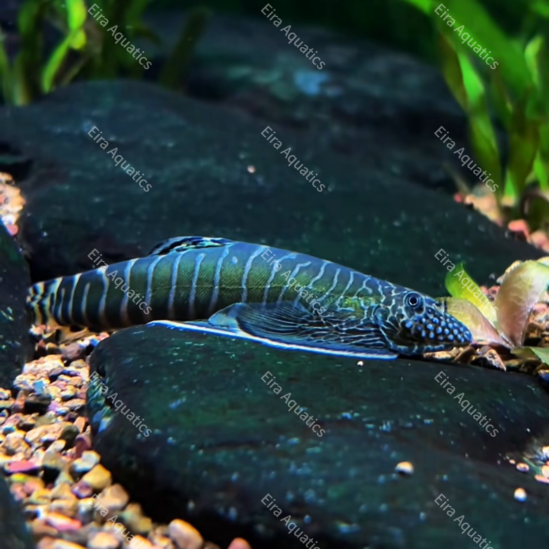 Beaufortia virgata (Green Zebra Loach) Encyclopedia