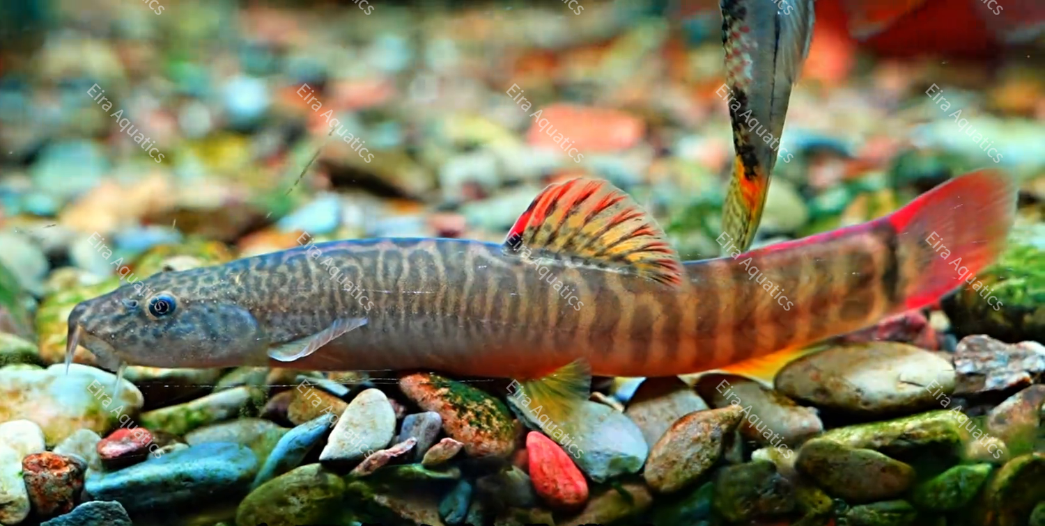Homatula Loaches