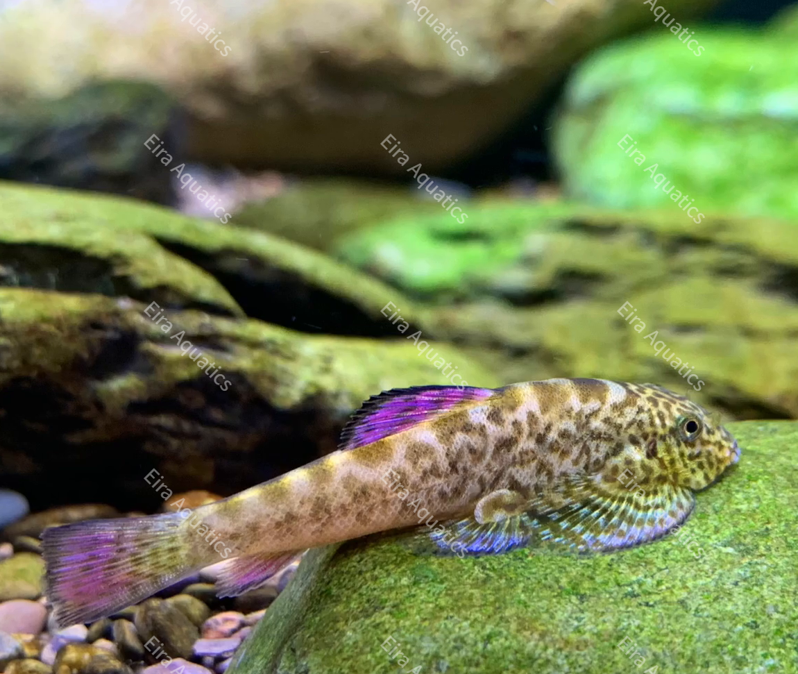 Broad-headed Hillstream Loach (Purple-finned Hillstream Loach)