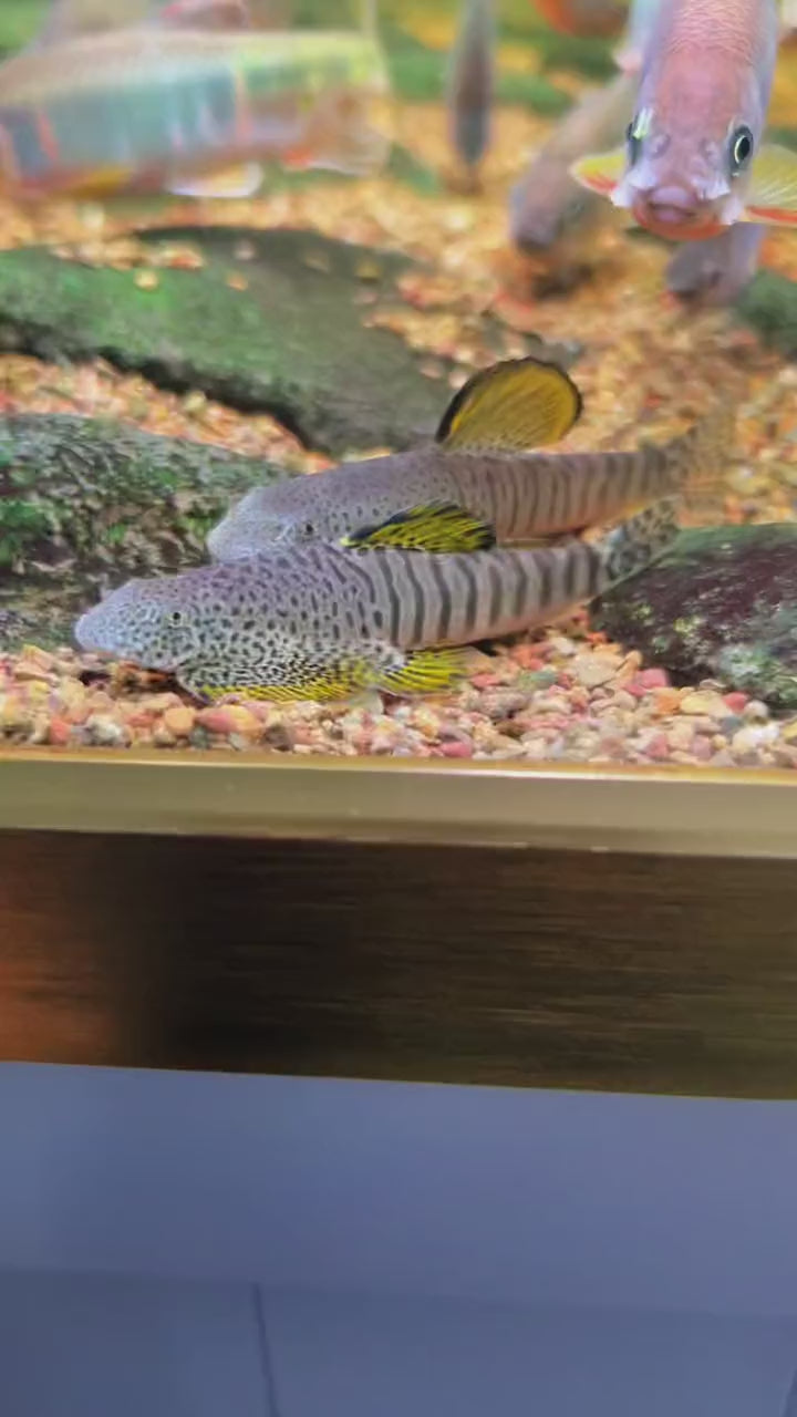 Fangi Hillstream Loach - Pseudogastromyzon fangi