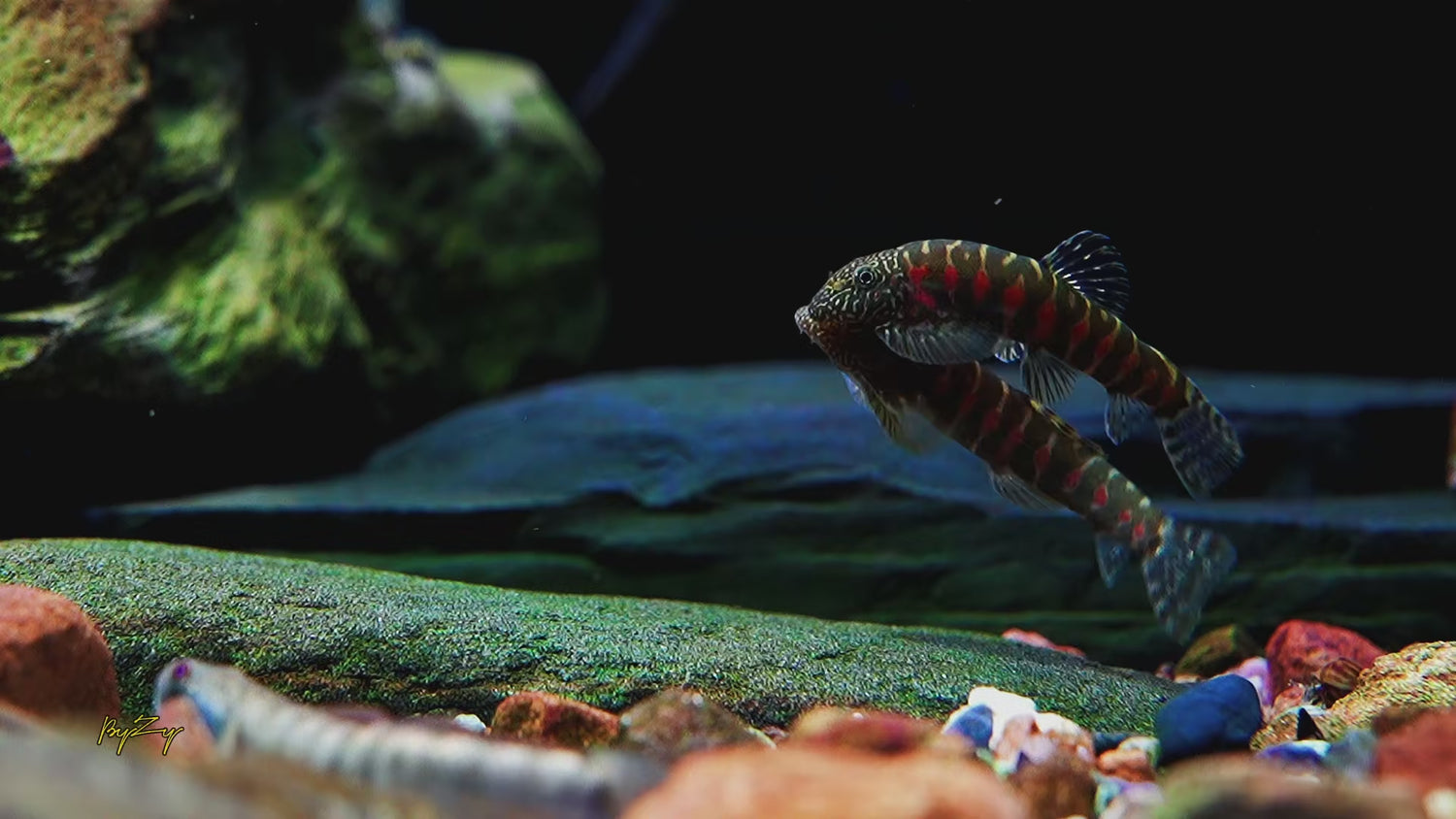 Erromyzon sp. “Red Spots” Red Diamond Loach Species Profile
