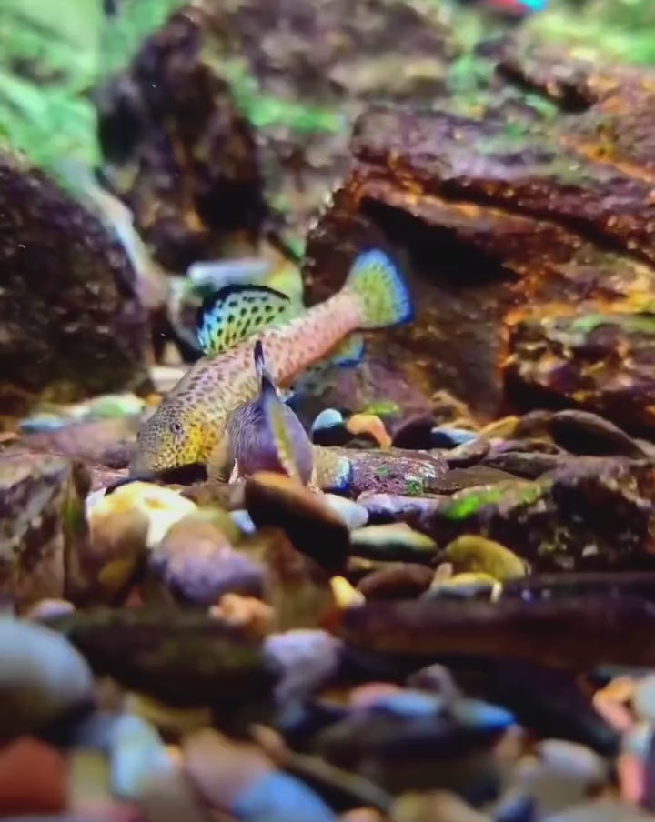 Hillstream loach Lianjiang Loach (Pseudogastromyzon lianjiangensis) – Species Profile