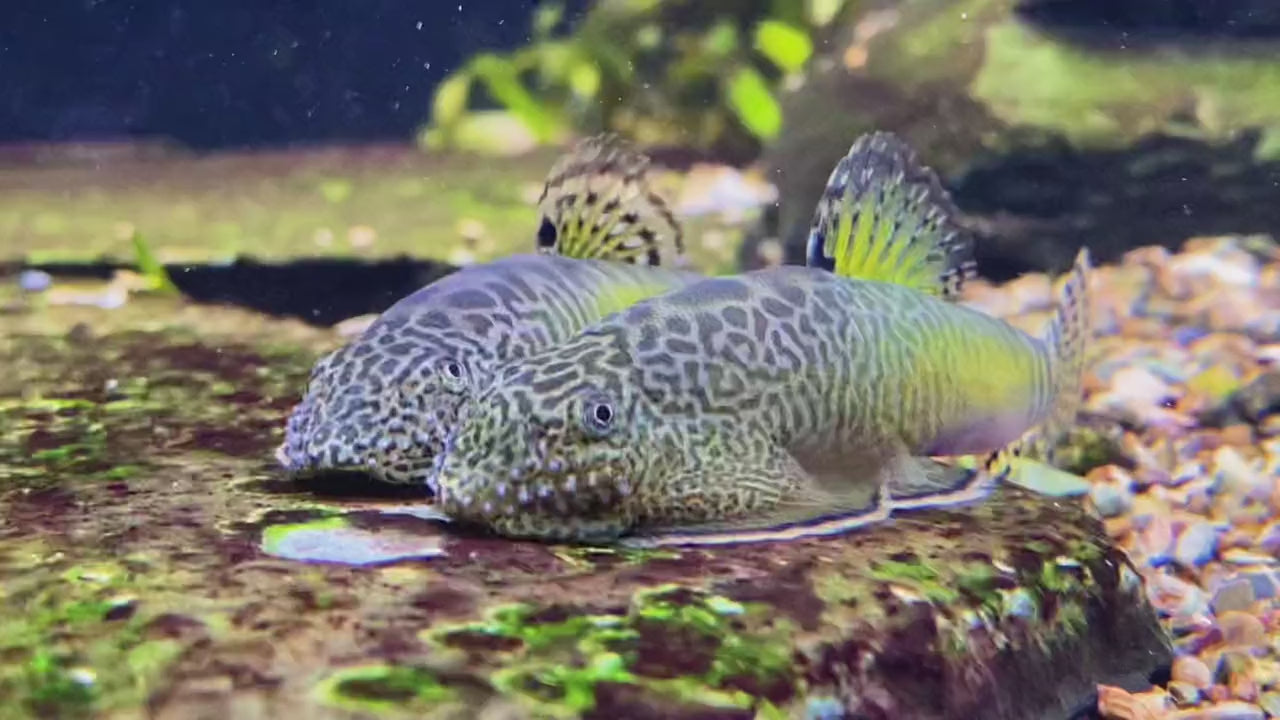 Beaufortia pingi — Species Profile