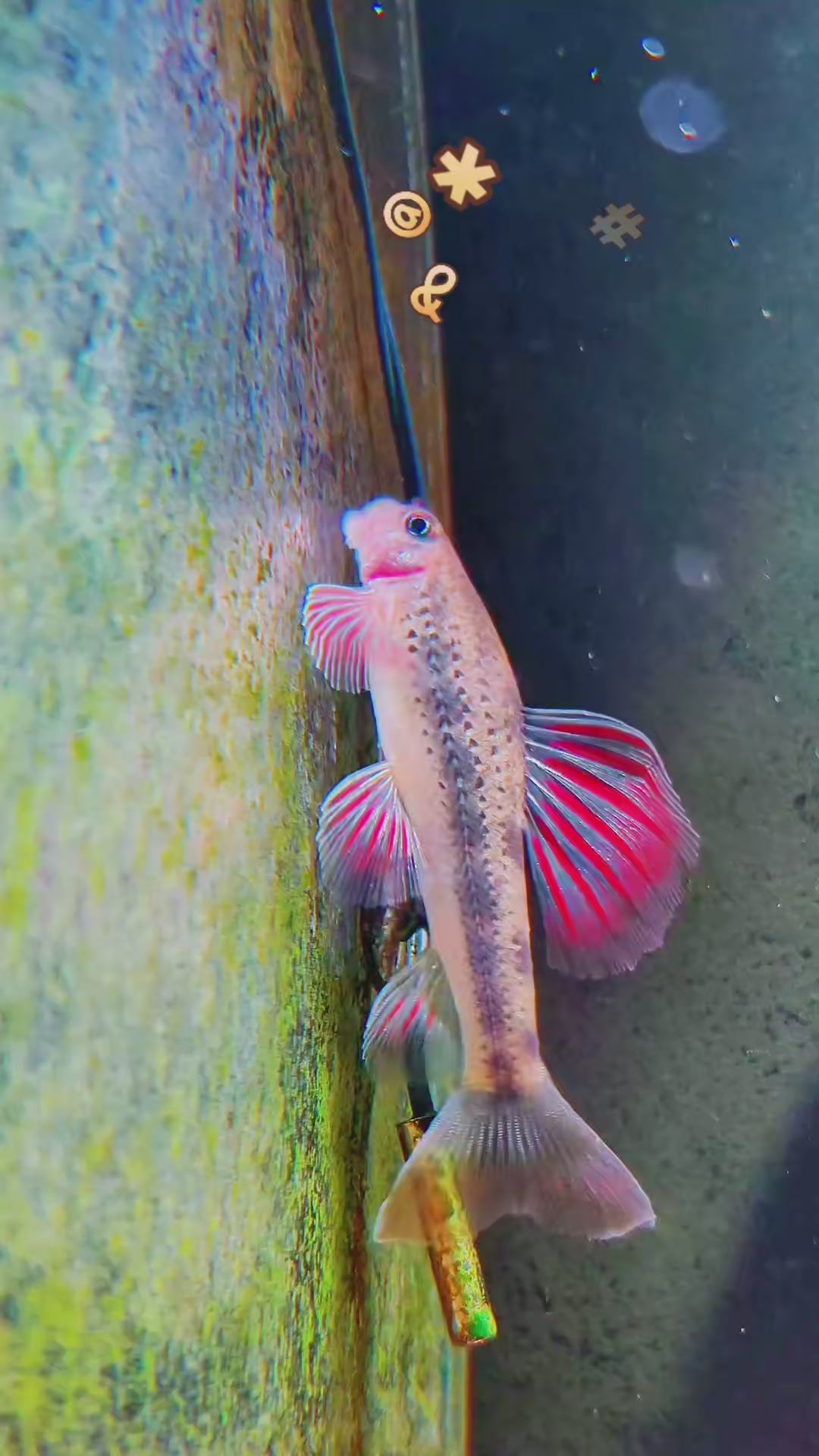 Microphysogobio tafangensis Profile - Jiande Redfin Gudgeon