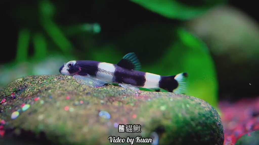 Panda Loach - Yaoshania pachychilus
