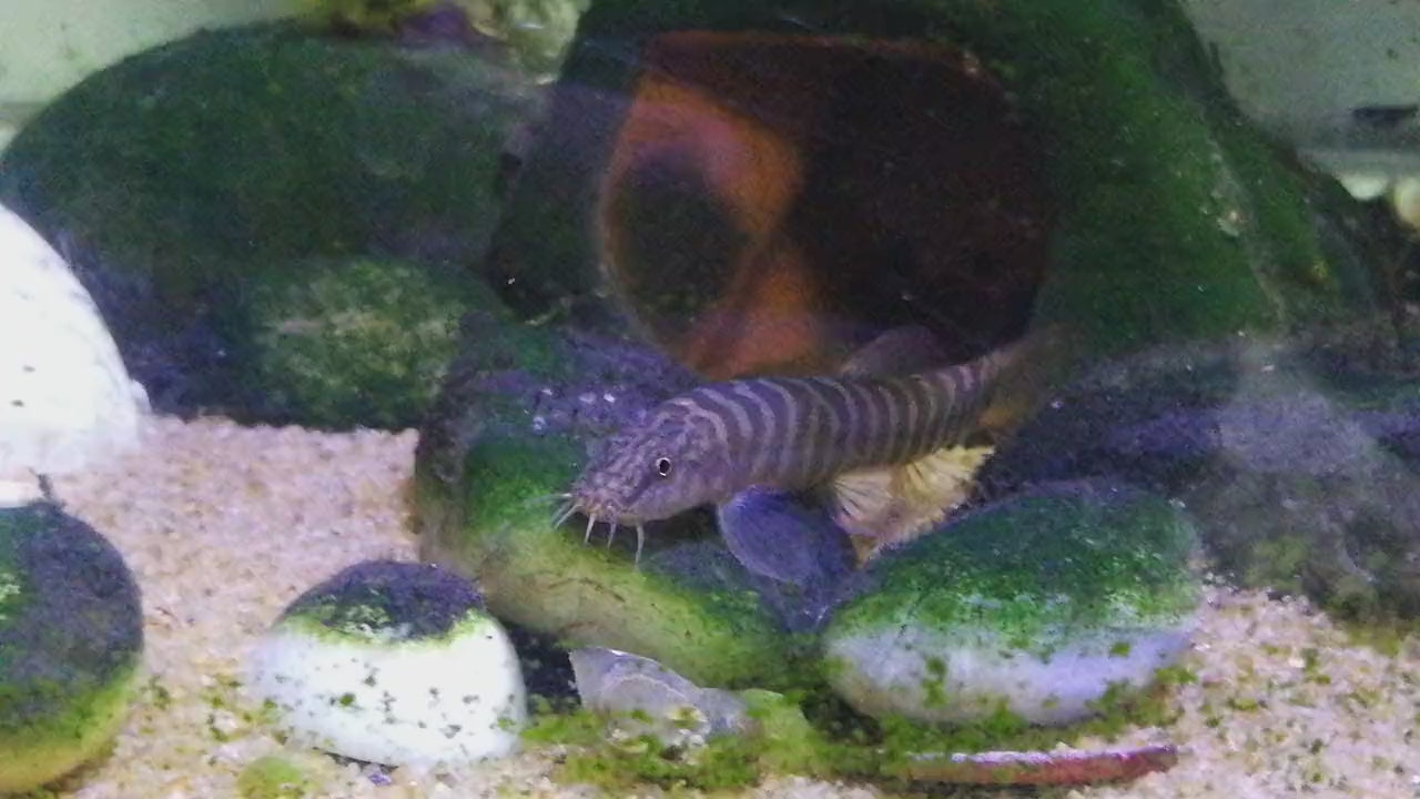 Schistura fasciolatus Species Profile