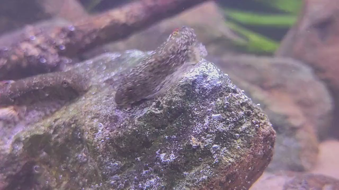 Comprehensive Profile of Myers’ Hillstream Loach