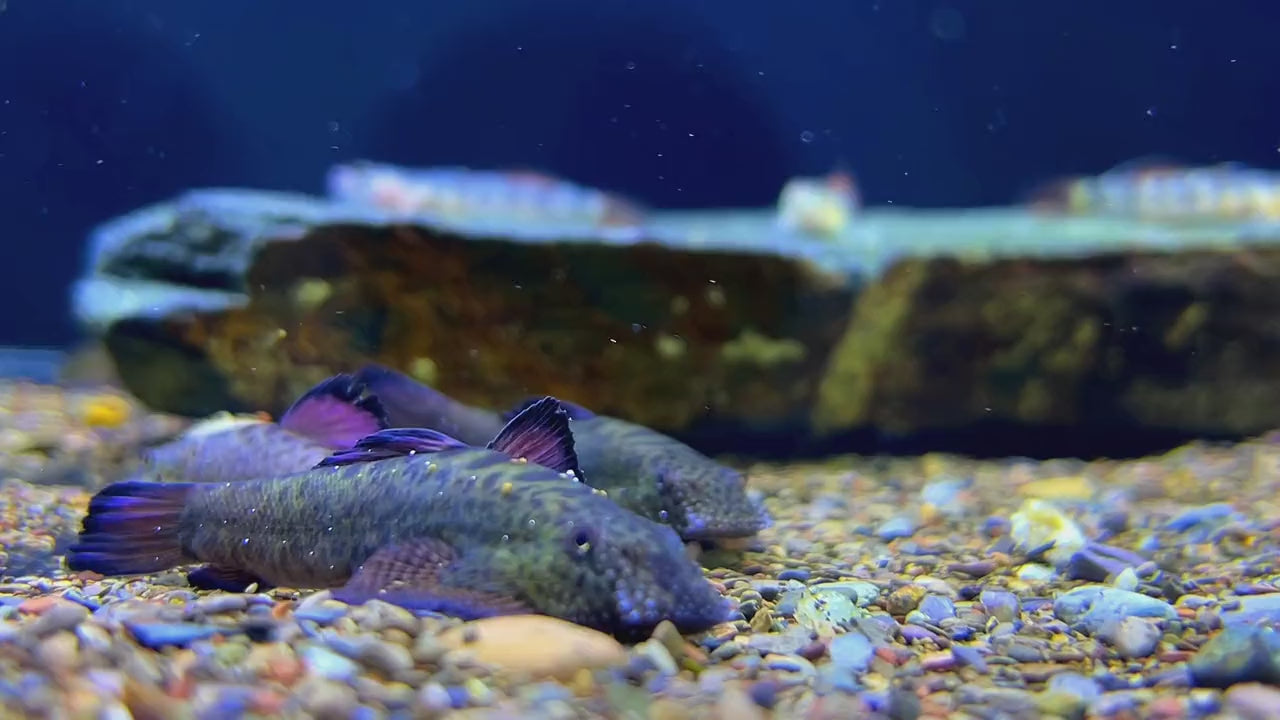 Broad-headed Hillstream Loach (Purple-finned Hillstream Loach)